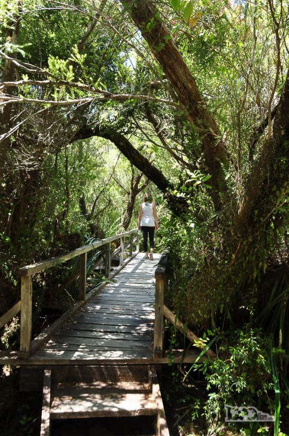 Trilha em meio à mata nativa do Parque Nacional Chiloé, na costa oeste da ilha, no sul do Chile